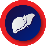 Digestive system and liver